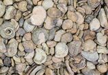 Flat: lbs Small Ammonite Fossils - Oujda, Morocco #77351-1